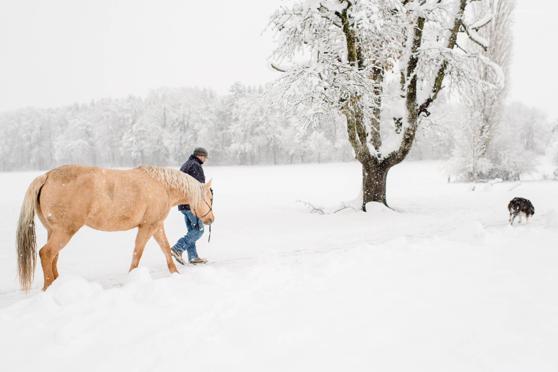 Schneegestöber Quarter Horse