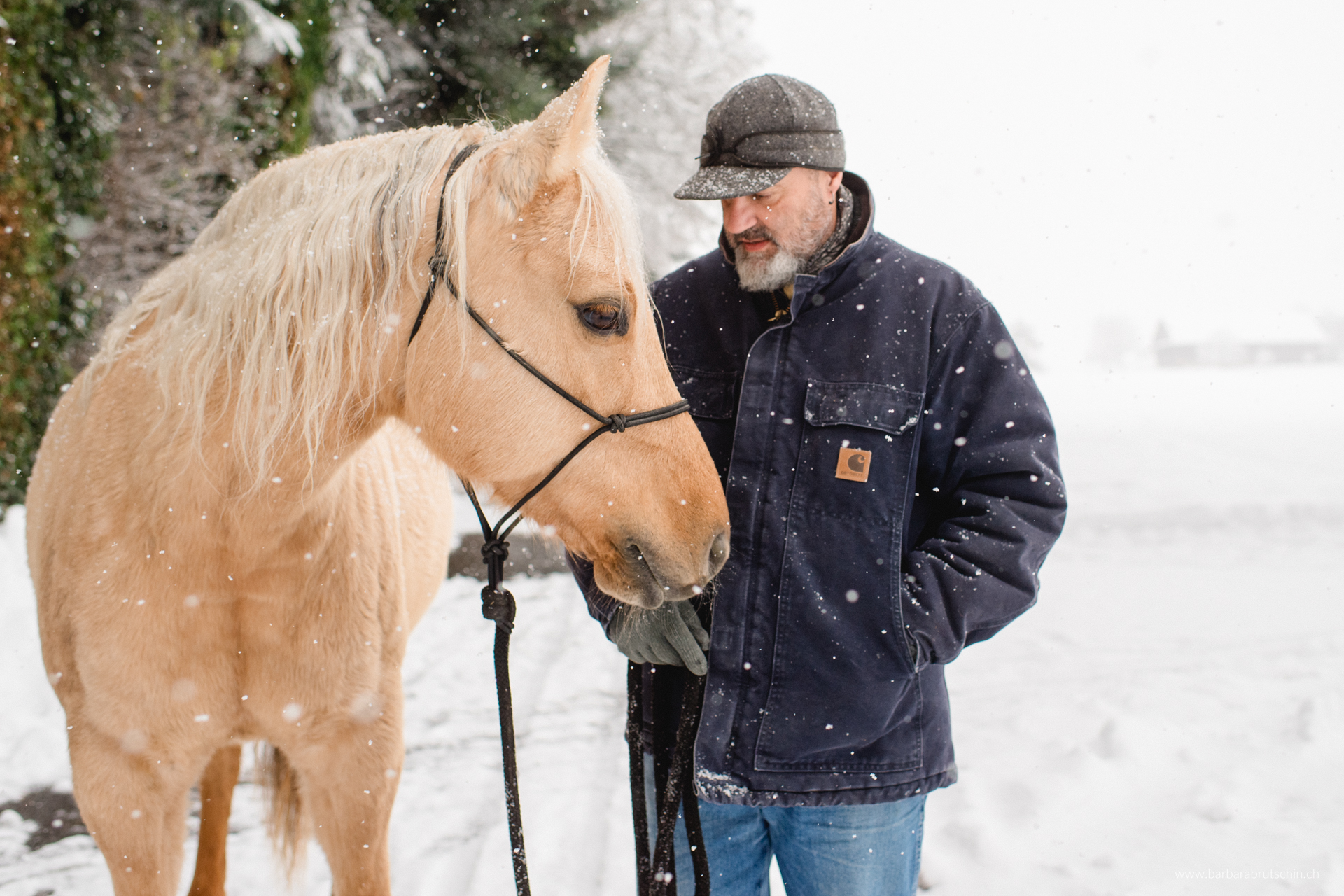 Schneegestöber Quarter Horse